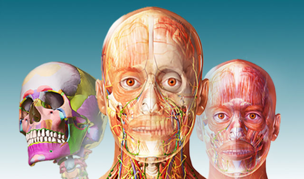 3d-human-model-online