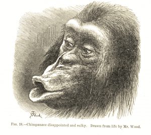 International Darwin Day is Sunday, Feb. 12. This animated drawing of a "chimpanzee disappointed and sulky" by "Mr. Wood" is from Charles Darwin's "The Expression of the Emotions in Man and Animals," Appleton and Company, 1897. Special Collections, Stony Brook University