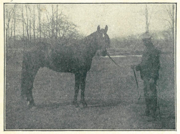 Hauppauge Stock Farm of Charles E. Lawrence. Baronward, 1902.