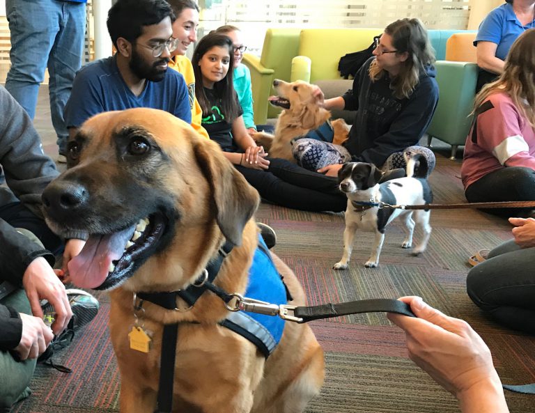 therapy-dogs-tonight-in-southampton-stony-brook-university-libraries