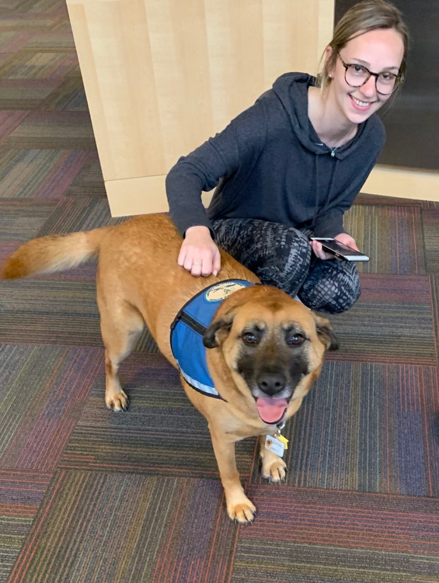 Therapy Dogs at Southampton | Stony Brook University Libraries