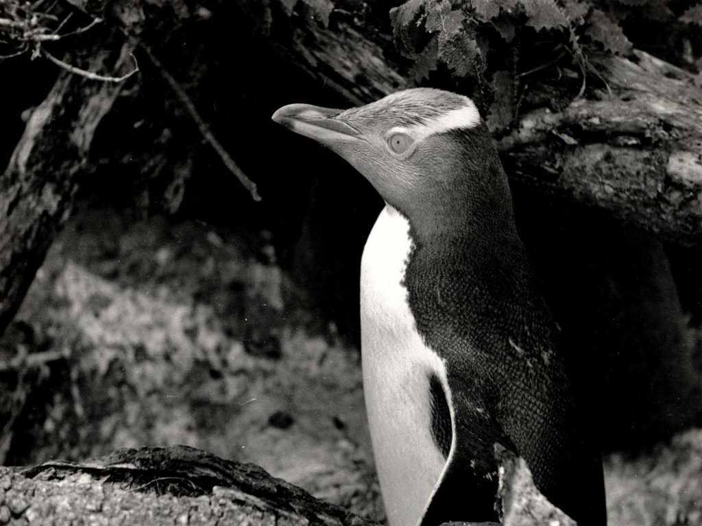 Photographs of penguins taken by Robert Cushman Murphy in 1947 at the Snares Islands, known colloquially as The Snares, a group of uninhabited islands lying about 200 km south of New Zealand’s South Island.