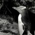 Photographs of penguins taken by Robert Cushman Murphy in 1947 at the Snares Islands, known colloquially as The Snares, a group of uninhabited islands lying about 200 km south of New Zealand’s South Island.