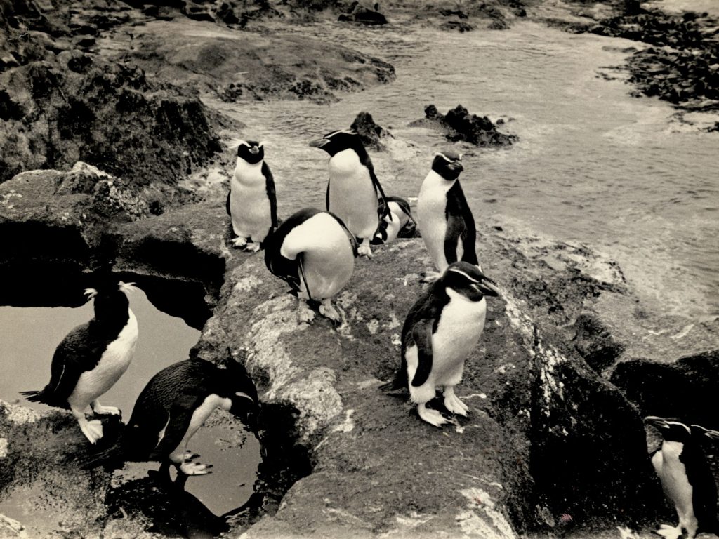 Photographs of penguins taken by Robert Cushman Murphy in 1947 at the Snares Islands, known colloquially as The Snares, a group of uninhabited islands lying about 200 km south of New Zealand’s South Island.