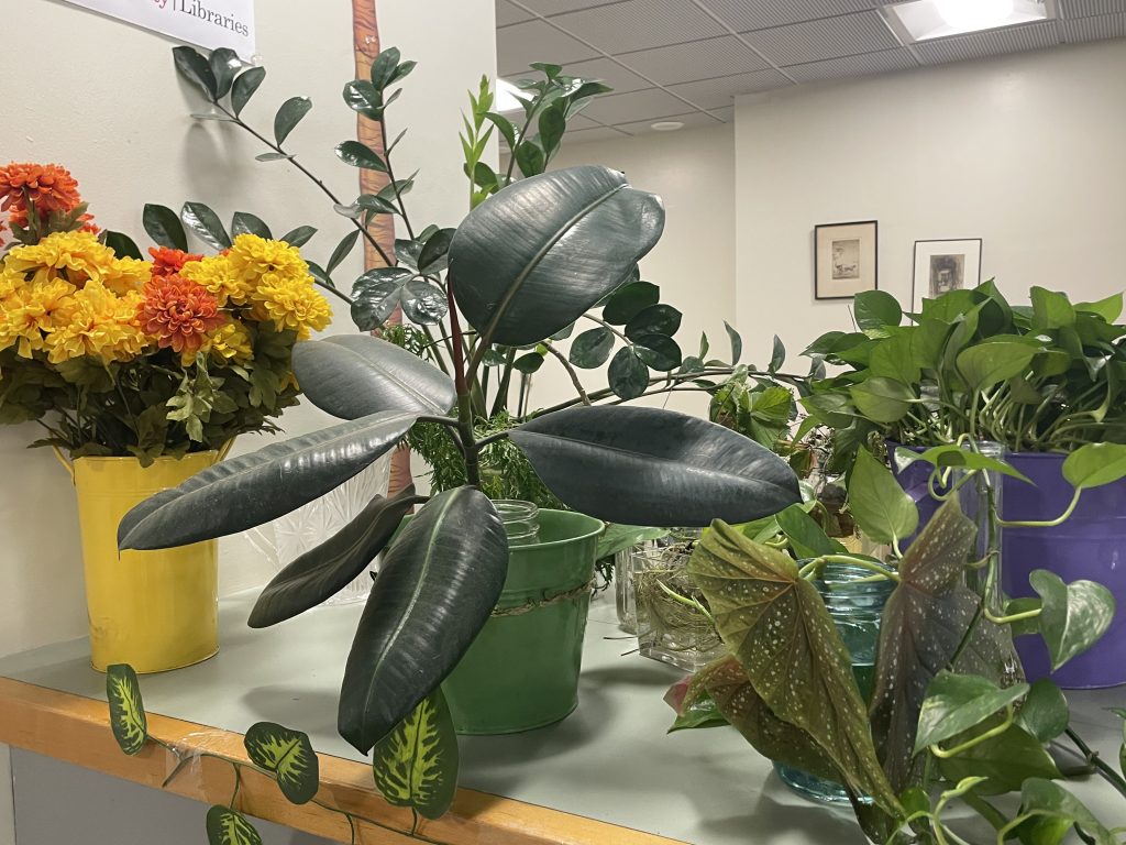 Close up of some of the plant cuttings