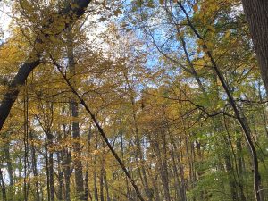 tree canopy with yellows and greens