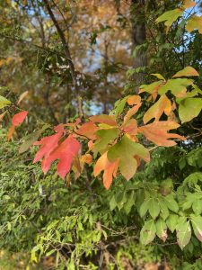 red, orange, and green leaves of the sassafras tree